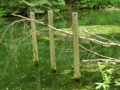 Lesní rybníček s žabinatým závěsem